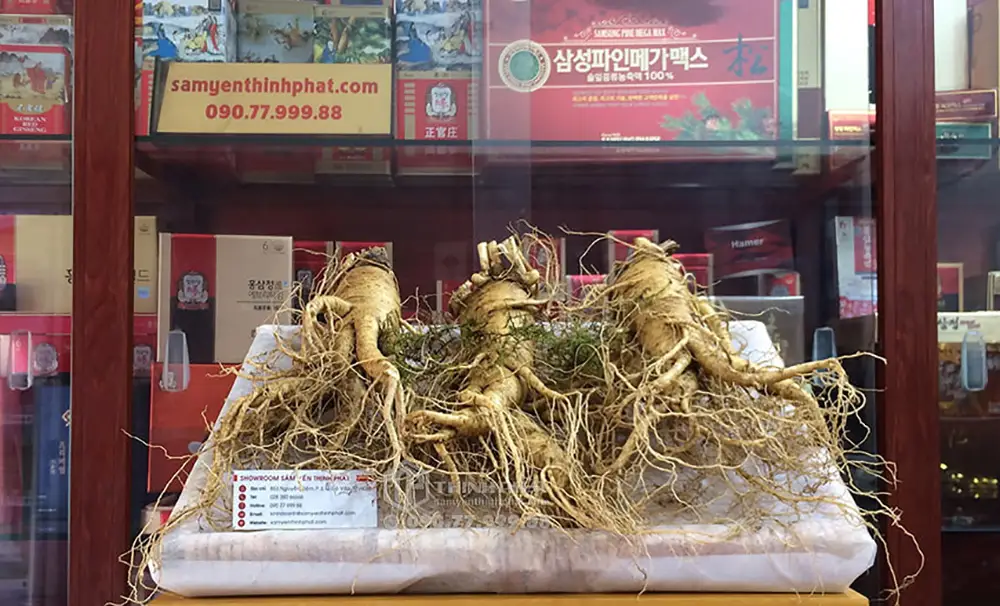 Nhân sâm tươi Hàn Quốc loại 3 củ 1 kg Nhân sâm tươi Hàn Quốc loại 3 củ 1 kg