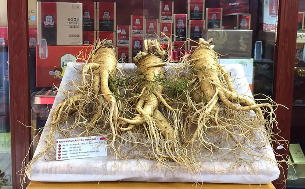 Nhân sâm tươi Hàn Quốc loại 3 củ 1 kg Nhân sâm tươi Hàn Quốc loại 3 củ 1 kg