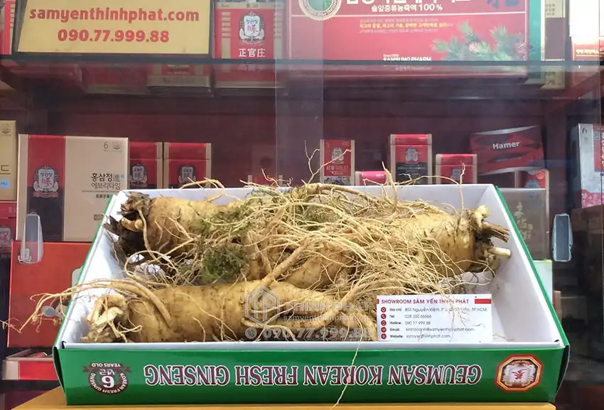 Nhân sâm tươi Hàn Quốc loại 3 củ 1 kg Nhân sâm tươi Hàn Quốc loại 3 củ 1 kg