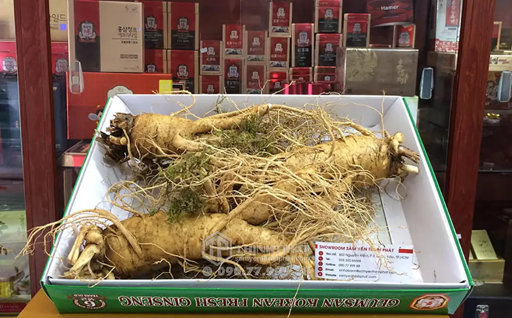 Nhân sâm tươi Hàn Quốc loại 3 củ 1 kg Nhân sâm tươi Hàn Quốc loại 3 củ 1 kg