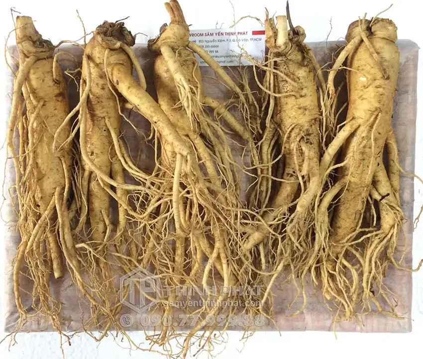 Nhân sâm tươi Hàn Quốc loại 5 củ 1 kg Nhân sâm tươi Hàn Quốc loại 5 củ 1 kg