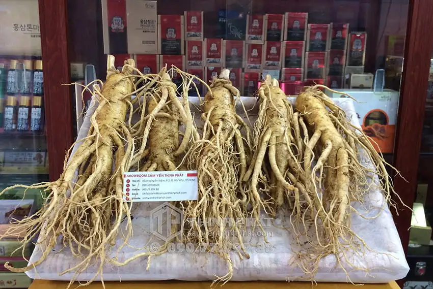 Nhân sâm tươi Hàn Quốc loại 5 củ 1 kg Nhân sâm tươi Hàn Quốc loại 5 củ 1 kg