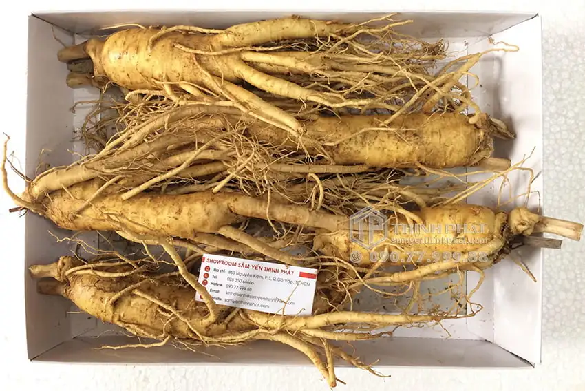 Nhân sâm tươi Hàn Quốc loại 5 củ 1 kg Nhân sâm tươi Hàn Quốc loại 5 củ 1 kg