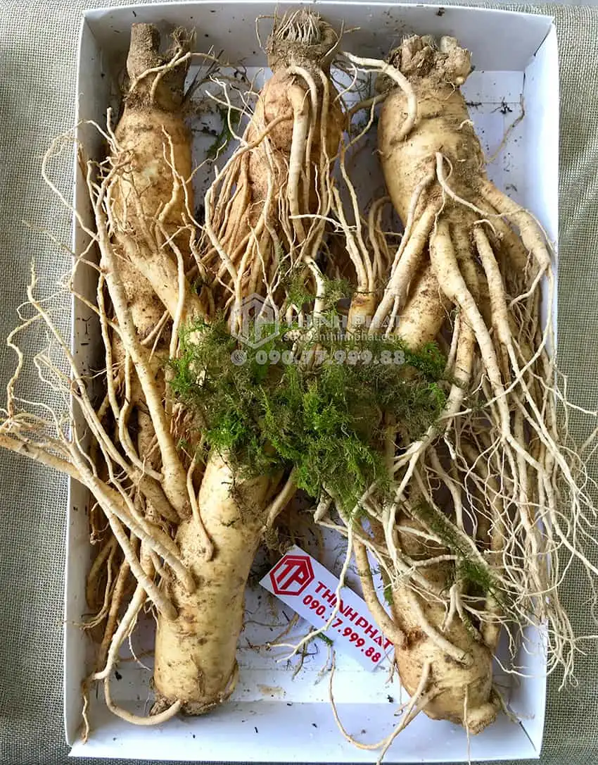 Nhân sâm tươi Hàn Quốc loại 5 củ 1 kg Nhân sâm tươi Hàn Quốc loại 5 củ 1 kg