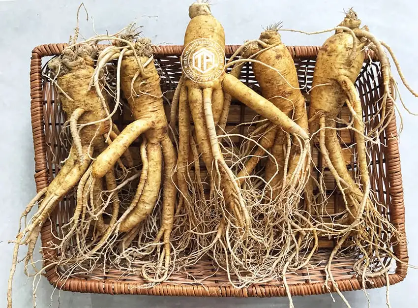 Nhân sâm tươi Hàn Quốc loại 5 củ 1 kg Nhân sâm tươi Hàn Quốc loại 5 củ 1 kg