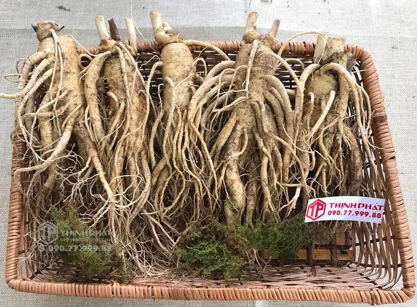 Nhân sâm tươi Hàn Quốc loại 5 củ 1 kg Nhân sâm tươi Hàn Quốc loại 5 củ 1 kg