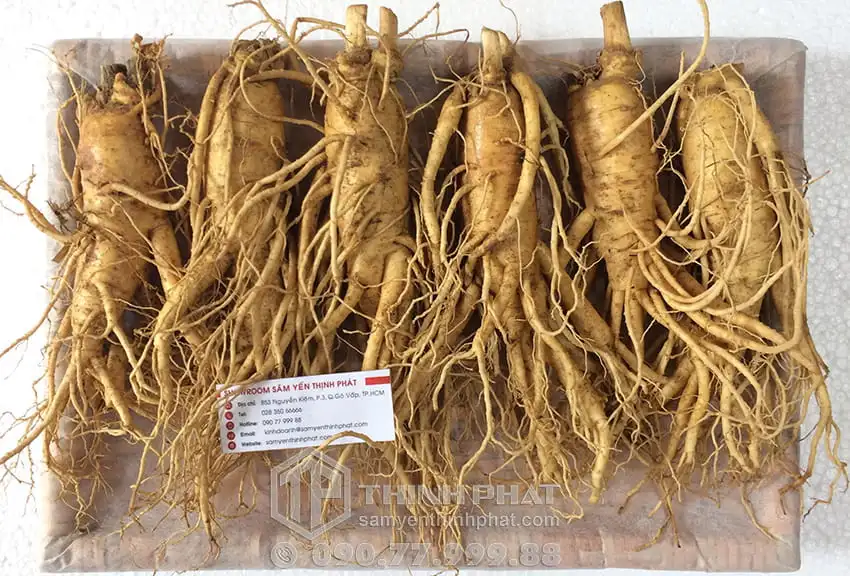 Nhân sâm tươi Hàn Quốc loại 6 củ 1 kg Nhân sâm tươi Hàn Quốc loại 6 củ 1 kg