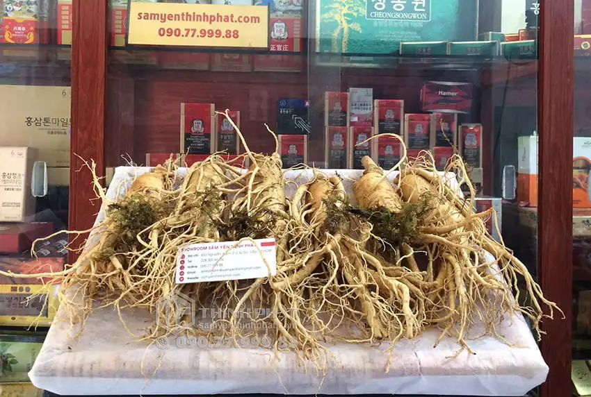 Nhân sâm tươi Hàn Quốc loại 6 củ 1 kg Nhân sâm tươi Hàn Quốc loại 6 củ 1 kg