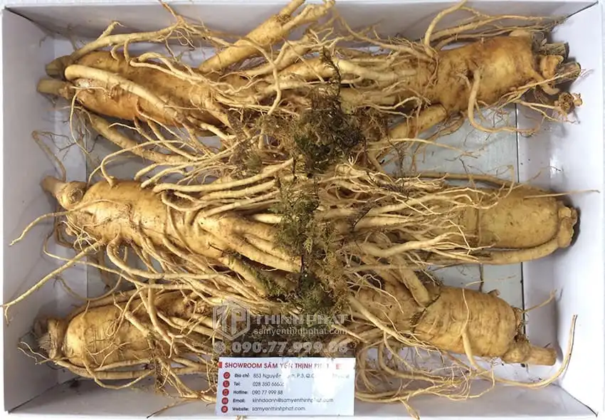 Nhân sâm tươi Hàn Quốc loại 6 củ 1 kg Nhân sâm tươi Hàn Quốc loại 6 củ 1 kg