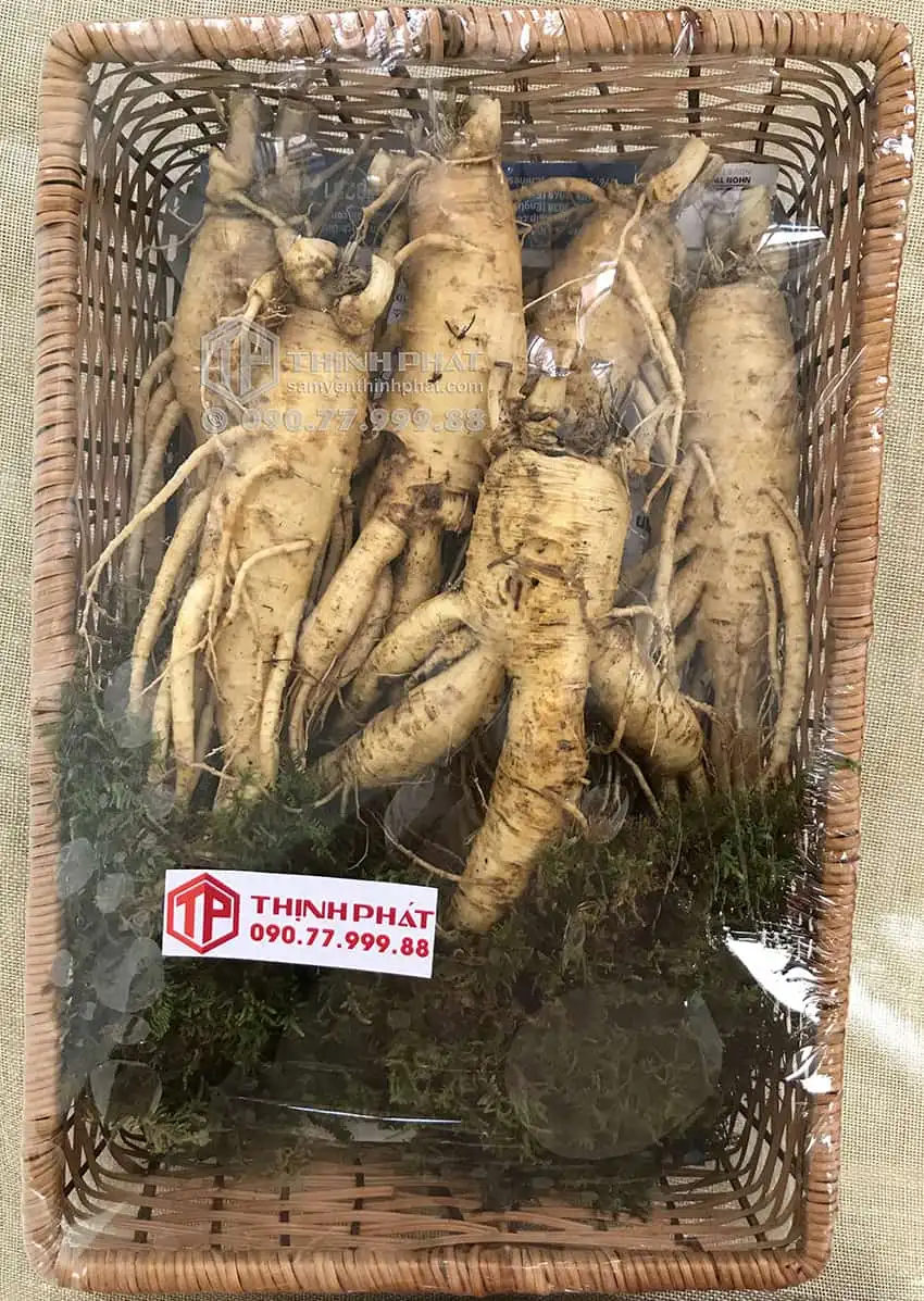 Nhân sâm tươi Hàn Quốc loại 6 củ 1 kg Nhân sâm tươi Hàn Quốc loại 6 củ 1 kg