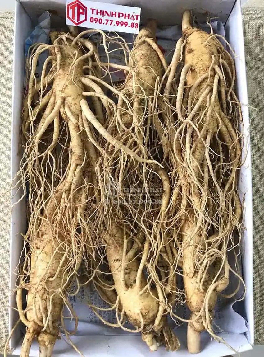 Nhân sâm tươi Hàn Quốc loại 6 củ 1 kg Nhân sâm tươi Hàn Quốc loại 6 củ 1 kg