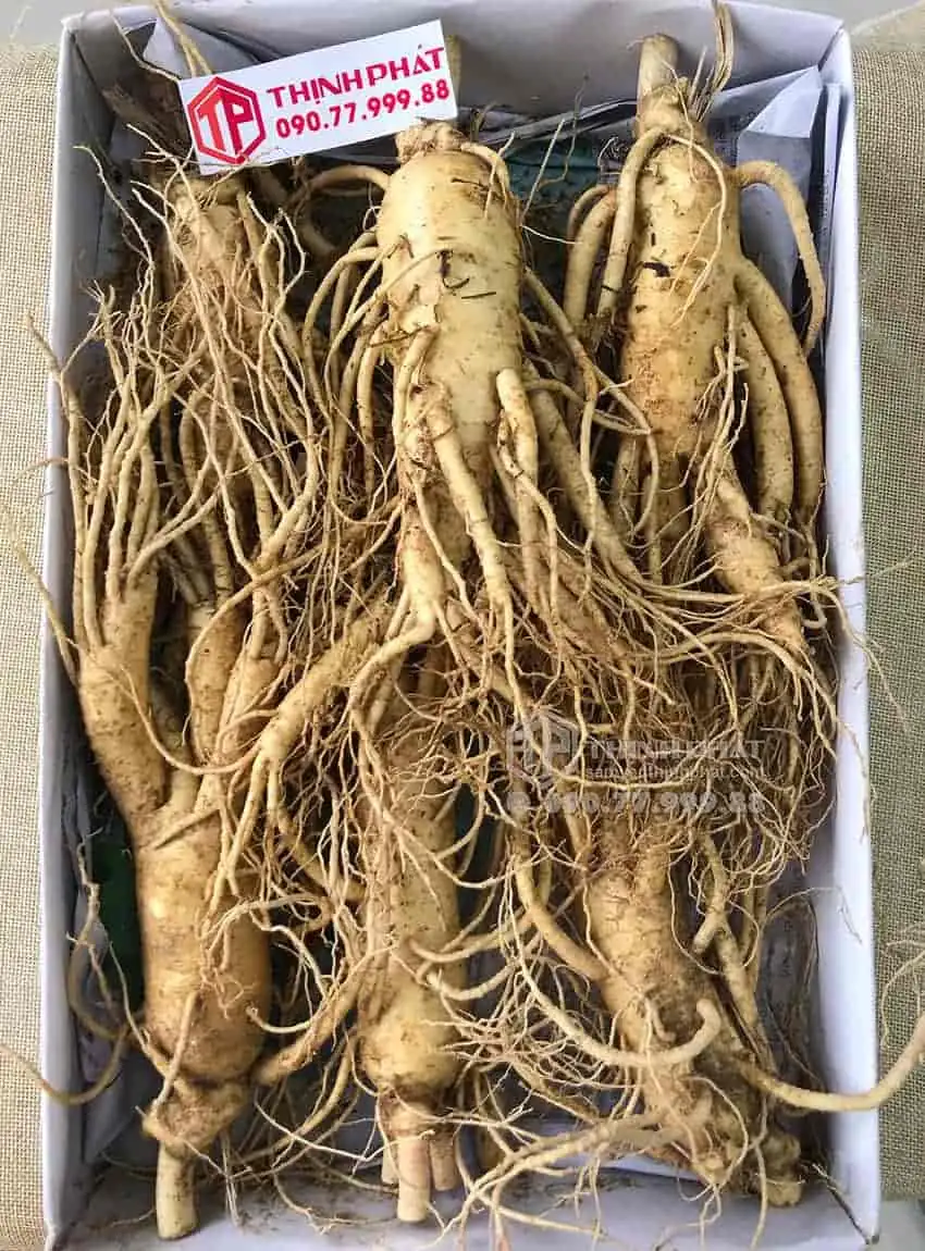 Nhân sâm tươi Hàn Quốc loại 6 củ 1 kg Nhân sâm tươi Hàn Quốc loại 6 củ 1 kg