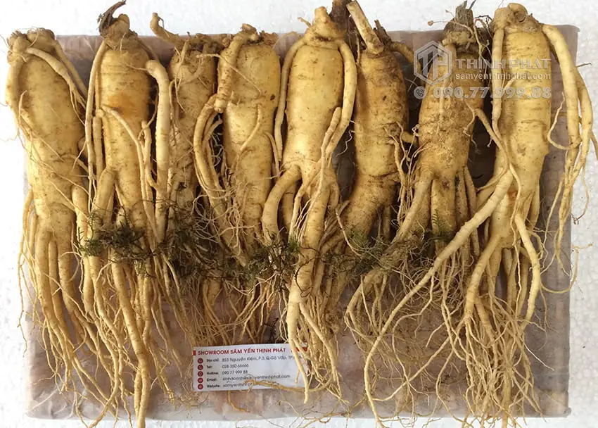 Nhân sâm tươi Hàn Quốc loại 8 củ 1 kg