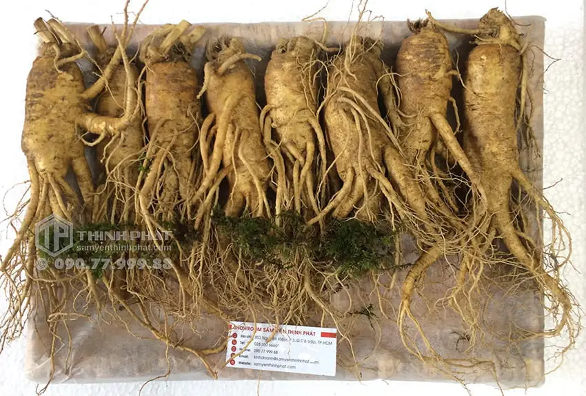 Nhân sâm tươi Hàn Quốc loại 8 củ 1 kg
