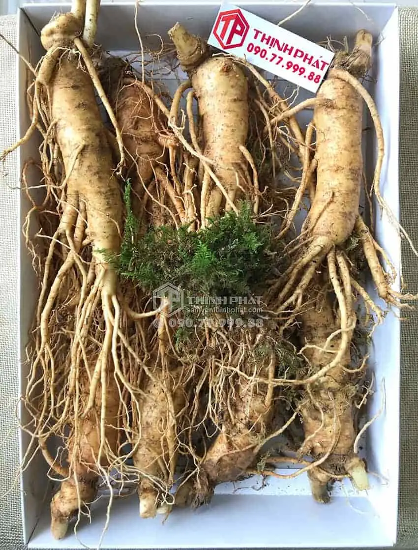 Nhân sâm tươi Hàn Quốc loại 8 củ 1 kg