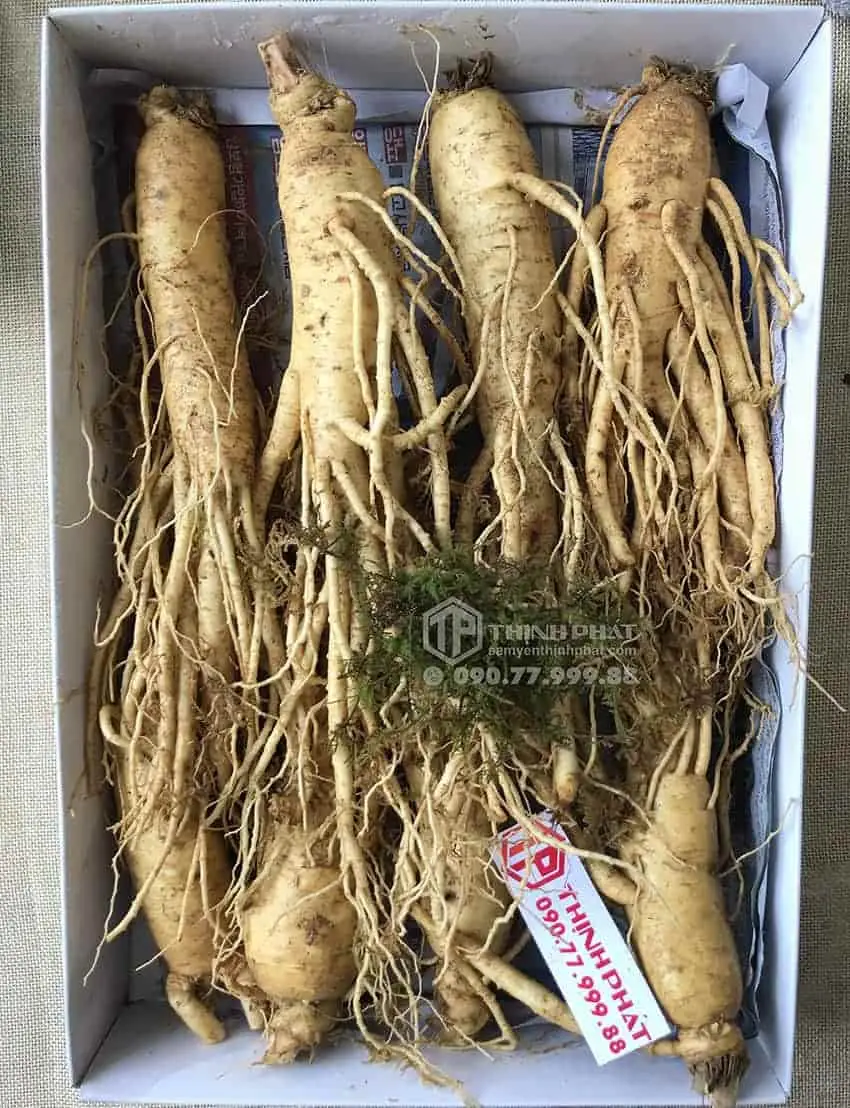 Nhân sâm tươi Hàn Quốc loại 8 củ 1 kg