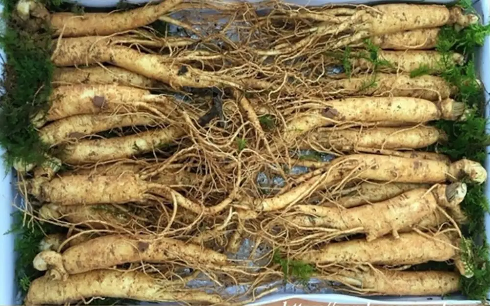 Nhân sâm tươi Hàn Quốc loại 20 - 40 củ 1 kg